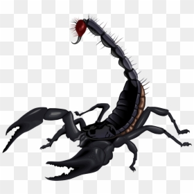 Scorpion Png, Transparent Png - black png