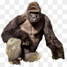 Take A Shot For Harambe Meme, HD Png Download - harambe png