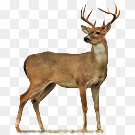 Deer Png, Transparent Png - deer png