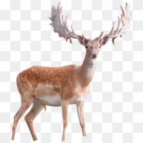 Winter Deer Png, Transparent Png - deer png