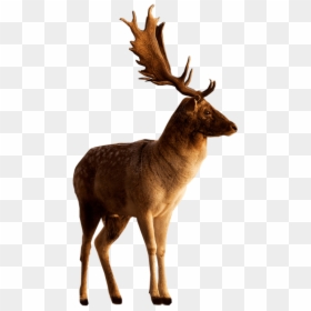 Deer Photoshop, HD Png Download - deer png