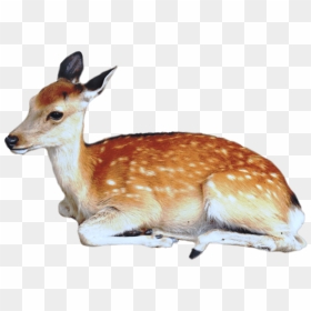 Animal Png, Transparent Png - deer png