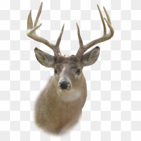 Transparent Deer Head Png, Png Download - deer png