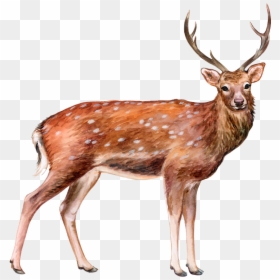 Elk, HD Png Download - deer png