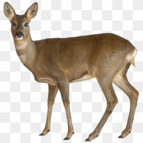 Female Deer White Background, HD Png Download - deer png