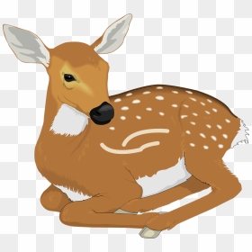 Deer Clipart, HD Png Download - deer png