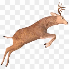 Elk, HD Png Download - deer png