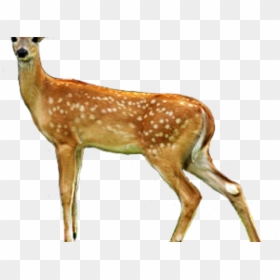 Deer Clip Art, HD Png Download - deer png