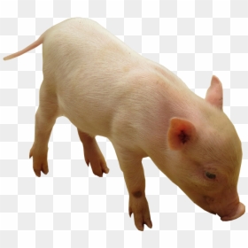 Animals Images No Background, HD Png Download - no png