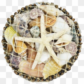 Starfish, HD Png Download - white star png