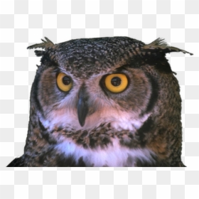 Bird With One Eye, HD Png Download - no png