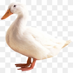 Duck Png, Transparent Png - duck png