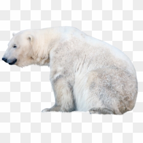 Polar Bear Transparent Background, HD Png Download - bear.png