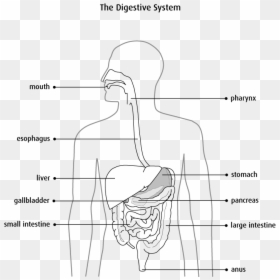 Digestive System Diagram Black And White, HD Png Download - small intestine png