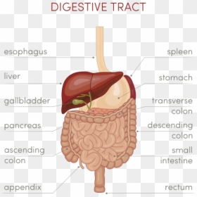 Human Digestive Diagram Cartoon, HD Png Download - small intestine png