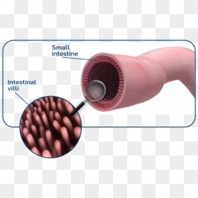 Small Intestine, HD Png Download - small intestine png
