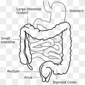 Large Intestine And Small Intestine Diagram, HD Png Download - small intestine png