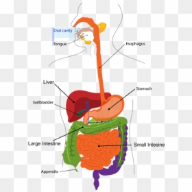 Cartoon Of Digestive System, HD Png Download - small intestine png