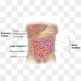 Small Intestine Anatomy, HD Png Download - small intestine png