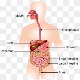 Digestive System, HD Png Download - small intestine png