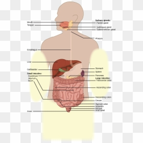 Glands Associated With The Digestive System, HD Png Download - small intestine png