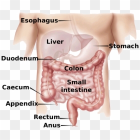 Appendiceal Cancer, HD Png Download - small intestine png