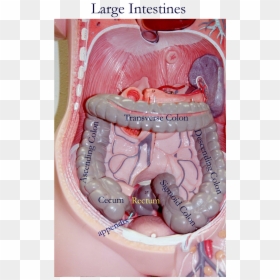 Large Intestine Torso Model, HD Png Download - small intestine png