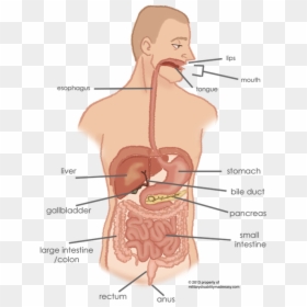 Esophagus Connection To Stomach, HD Png Download - small intestine png