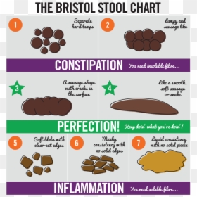 Bristol Stool Chart Italiano, HD Png Download - vhv