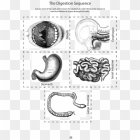 Digestive Organs Cut Outs, HD Png Download - small intestine png