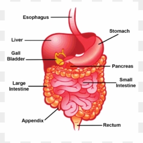 Does Your Stomach Growl, HD Png Download - small intestine png