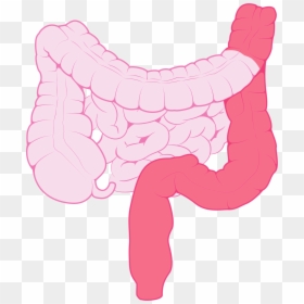 Clip Art, HD Png Download - small intestine png