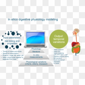 Silico Modelling, HD Png Download - small intestine png