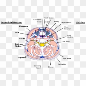 Diagram, HD Png Download - small intestine png