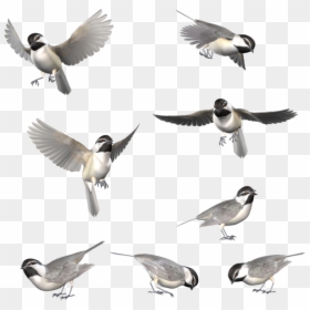 Flying Black Capped Chickadee Drawing, HD Png Download - mountain drawing png