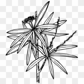 Flowers Coloring Pages Pixabay, HD Png Download - mountain drawing png