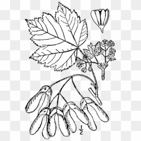 Rocky Mountain Maple Leaf Drawing, HD Png Download - mountain drawing png