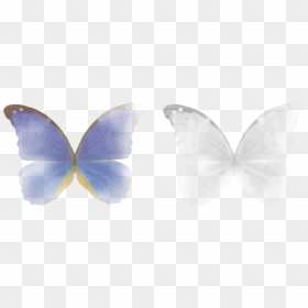 Photoshop Butterfly Overlay, HD Png Download - asas png