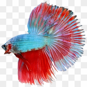 Betta Fish Transparent Background, HD Png Download - male female png