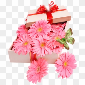 Barberton Daisy, HD Png Download - flower box png