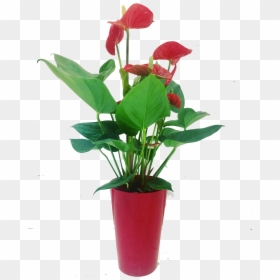 Flowerpot, HD Png Download - flower box png