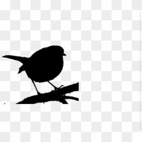 Wren, HD Png Download - white bird png