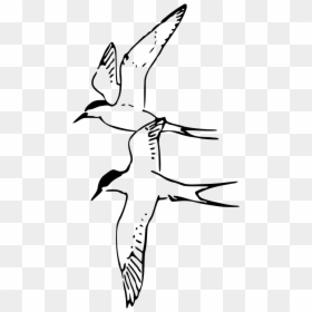 Arctic Tern Black And White, HD Png Download - white bird png