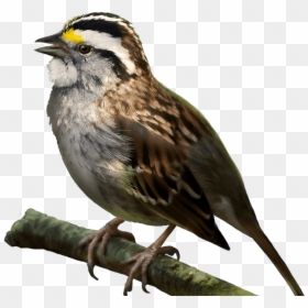 White Throated Sparrow Png, Transparent Png - white bird png