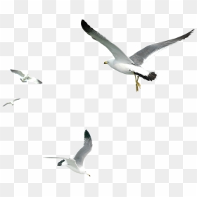 Seagull Png Transparent, Png Download - white bird png
