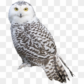 Owl Png, Transparent Png - white bird png