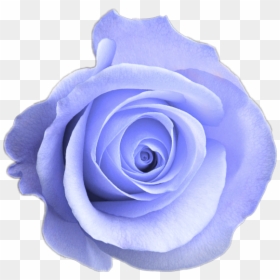 Pink Rose Transparent Background, HD Png Download - claro png