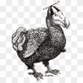 Rooster, HD Png Download - dodo bird png
