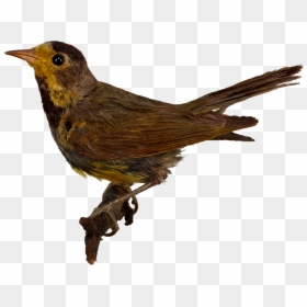 Воробей Птица, HD Png Download - dodo bird png