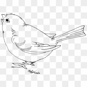 Baby Bird Clipart Black And White, HD Png Download - dodo bird png